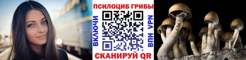 Купить  Рузаевка  Псилоцибиновые грибы MAGIC MUSHROOMS 